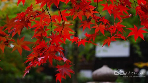 Beautiful-Red-Leaves-Photo-Nature-Wallpaper-HD-Free.jpg