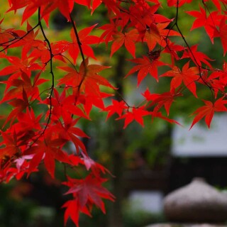 Beautiful-Red-Leaves-Photo-Nature-Wallpaper-HD-Free