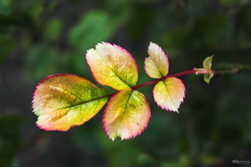 armennano-leaf-4941785.jpg