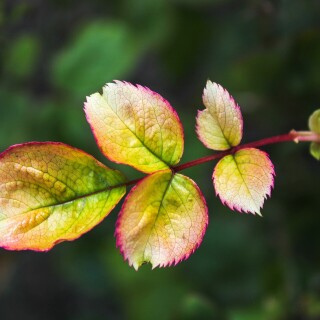 armennano-leaf-4941785_1920