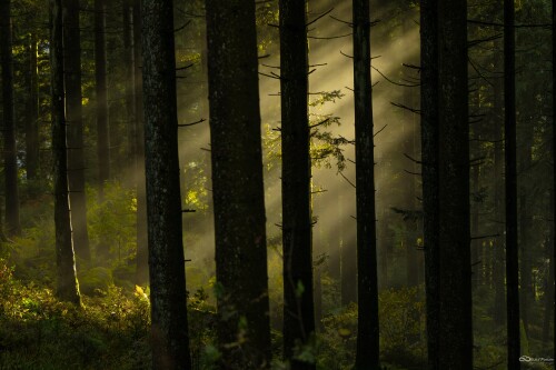 mila-del-monte-forest-8355748.jpg
