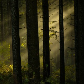 mila-del-monte-forest-8355748
