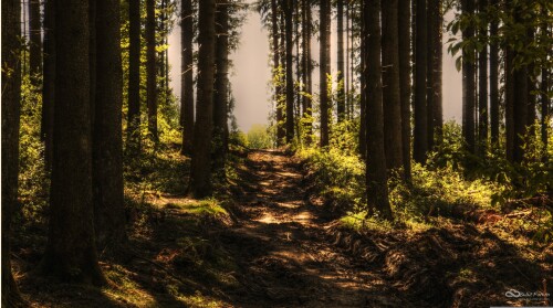noname_13-trees-3410846.jpg