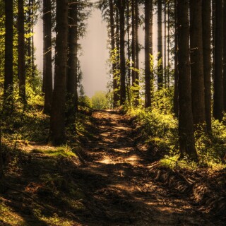 noname_13-trees-3410846