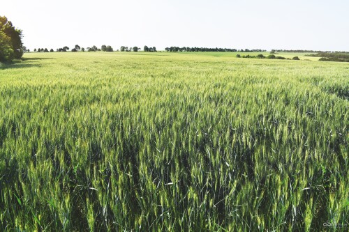 svetlozarhristov-agricultural-4797496.jpg