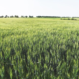 svetlozarhristov-agricultural-4797496